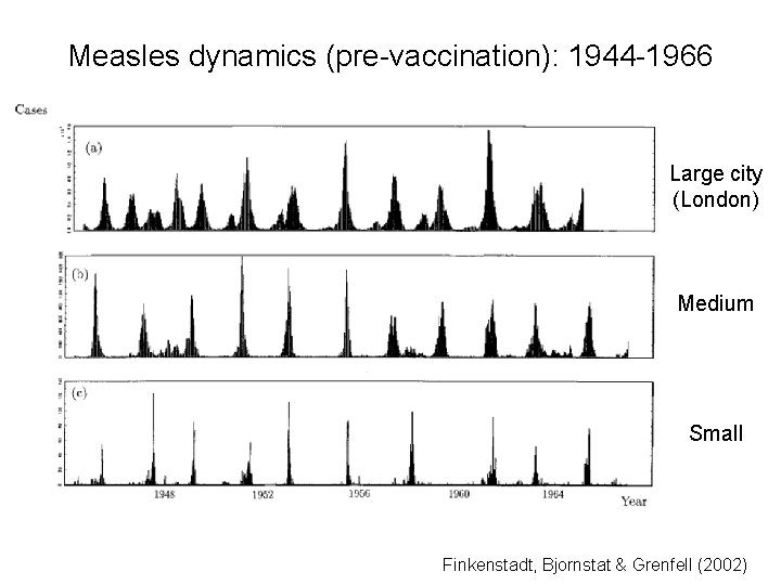 Measles dynamics (pre-vaccination): 1944 -1966 Large city (London) Medium Small Finkenstadt, Bjornstat & Grenfell