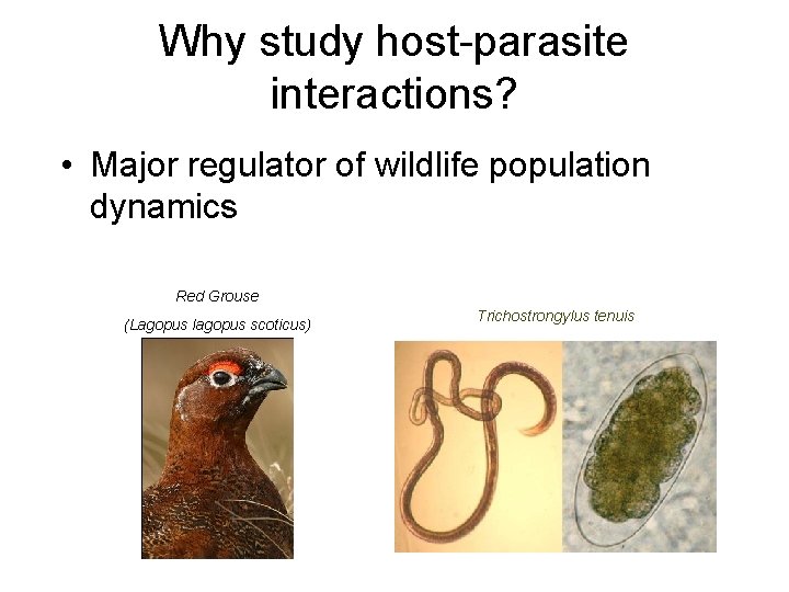 Why study host-parasite interactions? • Major regulator of wildlife population dynamics Red Grouse (Lagopus