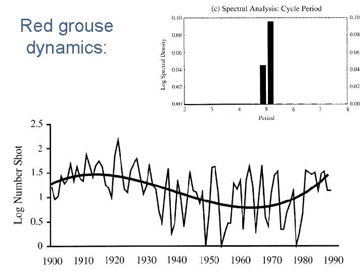 Red grouse dynamics: 
