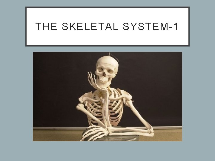 THE SKELETAL SYSTEM-1 THE SKELETAL SYSTEM-1
