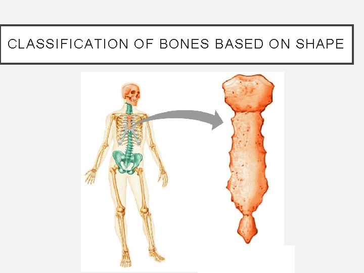 CLASSIFICATION OF BONES BASED ON SHAPE CLASSIFICATION OF BONES BASED ON SHAPE