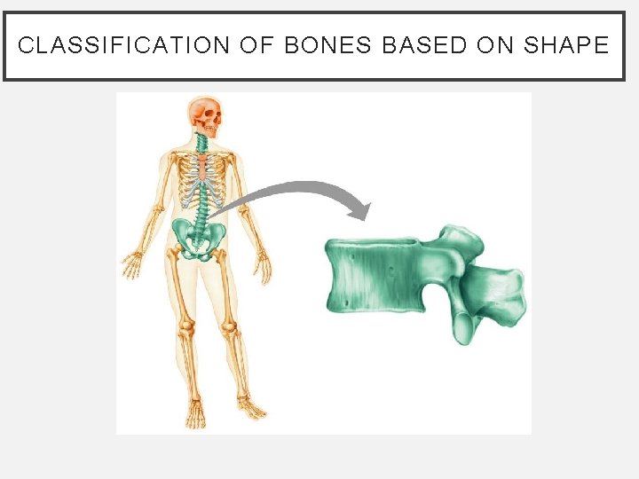 CLASSIFICATION OF BONES BASED ON SHAPE CLASSIFICATION OF BONES BASED ON SHAPE