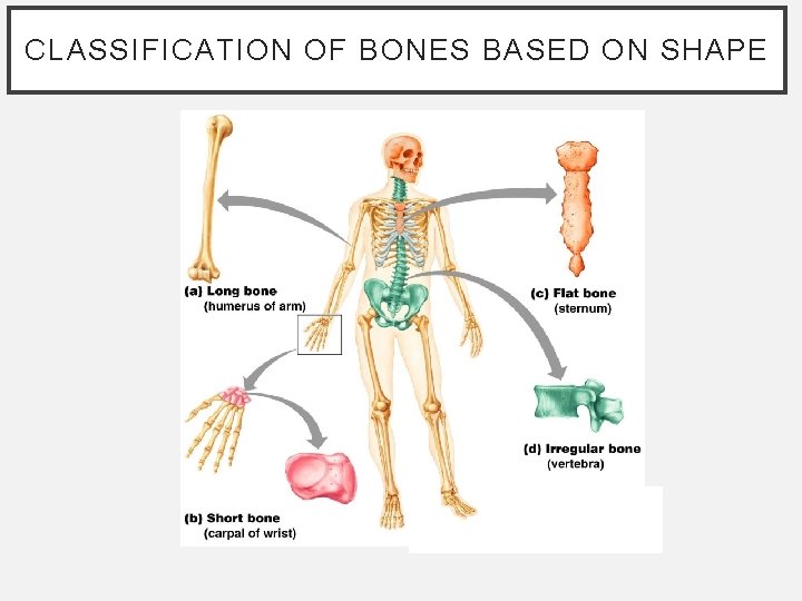 CLASSIFICATION OF BONES BASED ON SHAPE CLASSIFICATION OF BONES BASED ON SHAPE