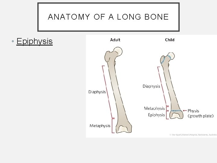 ANATOMY OF A LONG BONE • Epiphysis ANATOMY OF A LONG BONE • Epiphysis