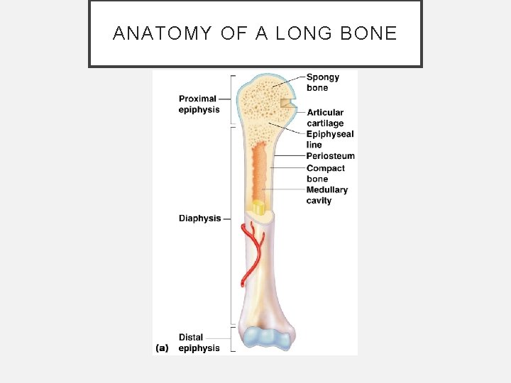 ANATOMY OF A LONG BONE ANATOMY OF A LONG BONE