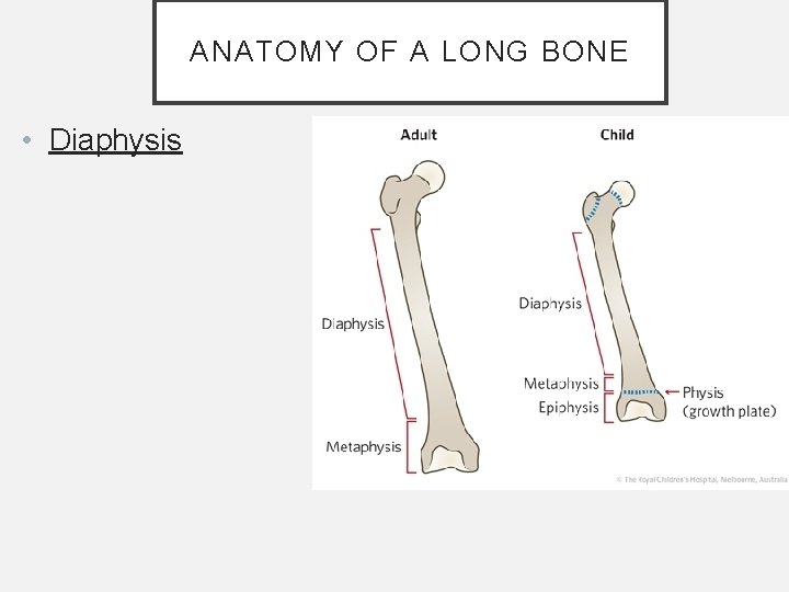 ANATOMY OF A LONG BONE • Diaphysis ANATOMY OF A LONG BONE • Diaphysis