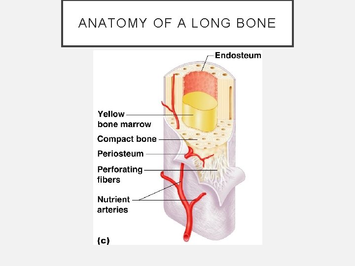 ANATOMY OF A LONG BONE ANATOMY OF A LONG BONE