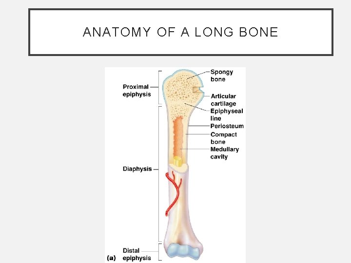 ANATOMY OF A LONG BONE ANATOMY OF A LONG BONE