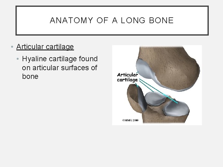 ANATOMY OF A LONG BONE • Articular cartilage • Hyaline cartilage found on articular ANATOMY OF A LONG BONE • Articular cartilage • Hyaline cartilage found on articular