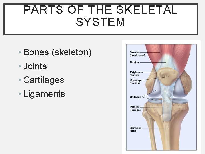 PARTS OF THE SKELETAL SYSTEM • Bones (skeleton) • Joints • Cartilages • Ligaments PARTS OF THE SKELETAL SYSTEM • Bones (skeleton) • Joints • Cartilages • Ligaments