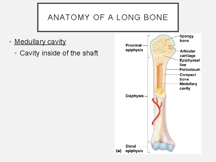 ANATOMY OF A LONG BONE • Medullary cavity • Cavity inside of the shaft ANATOMY OF A LONG BONE • Medullary cavity • Cavity inside of the shaft