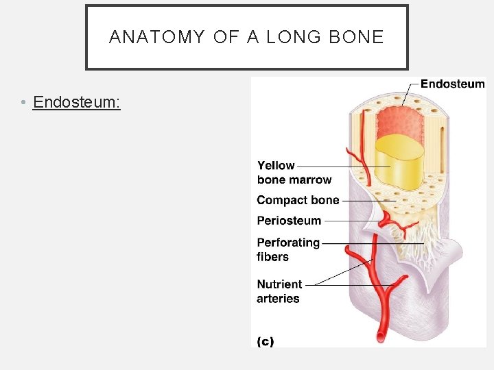 ANATOMY OF A LONG BONE • Endosteum: ANATOMY OF A LONG BONE • Endosteum: