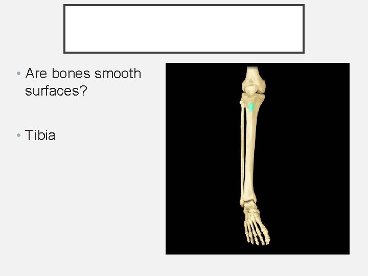• Are bones smooth surfaces? • Tibia • Are bones smooth surfaces? • Tibia