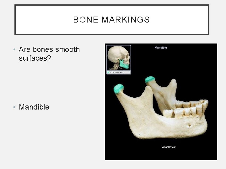 BONE MARKINGS • Are bones smooth surfaces? • Mandible BONE MARKINGS • Are bones smooth surfaces? • Mandible