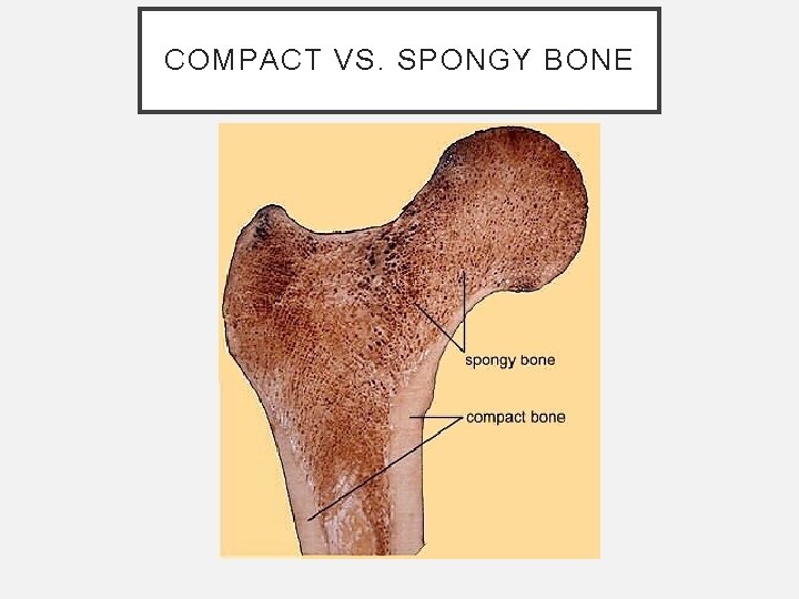 COMPACT VS. SPONGY BONE COMPACT VS. SPONGY BONE