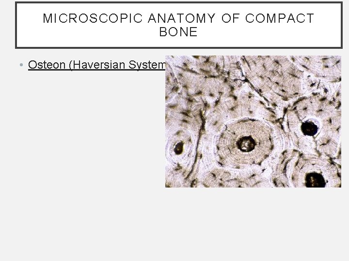 MICROSCOPIC ANATOMY OF COMPACT BONE • Osteon (Haversian System): MICROSCOPIC ANATOMY OF COMPACT BONE • Osteon (Haversian System):