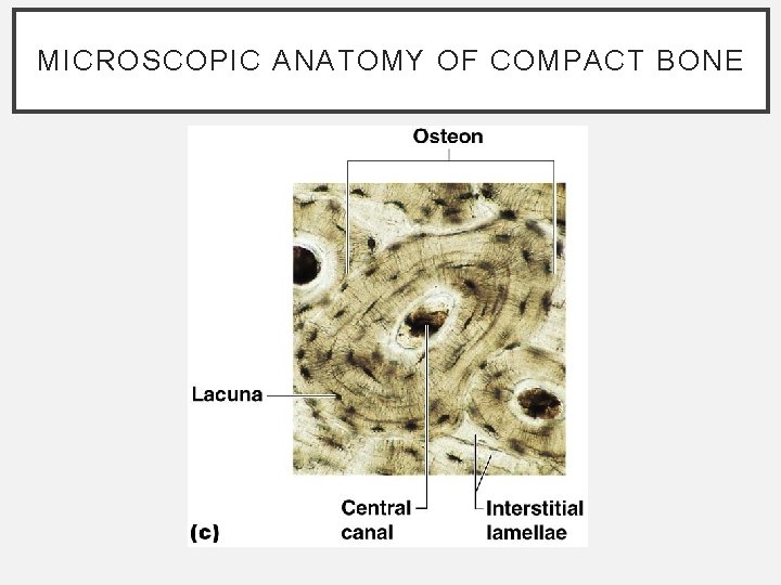 MICROSCOPIC ANATOMY OF COMPACT BONE MICROSCOPIC ANATOMY OF COMPACT BONE