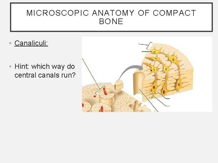 MICROSCOPIC ANATOMY OF COMPACT BONE • Canaliculi: • Hint: which way do central canals MICROSCOPIC ANATOMY OF COMPACT BONE • Canaliculi: • Hint: which way do central canals