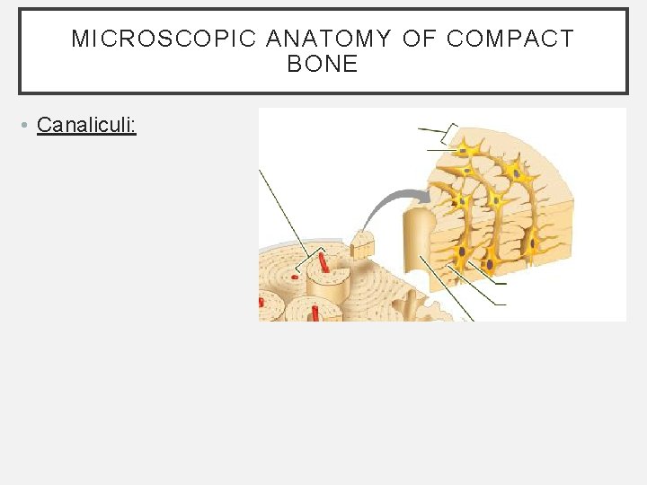 MICROSCOPIC ANATOMY OF COMPACT BONE • Canaliculi: MICROSCOPIC ANATOMY OF COMPACT BONE • Canaliculi: