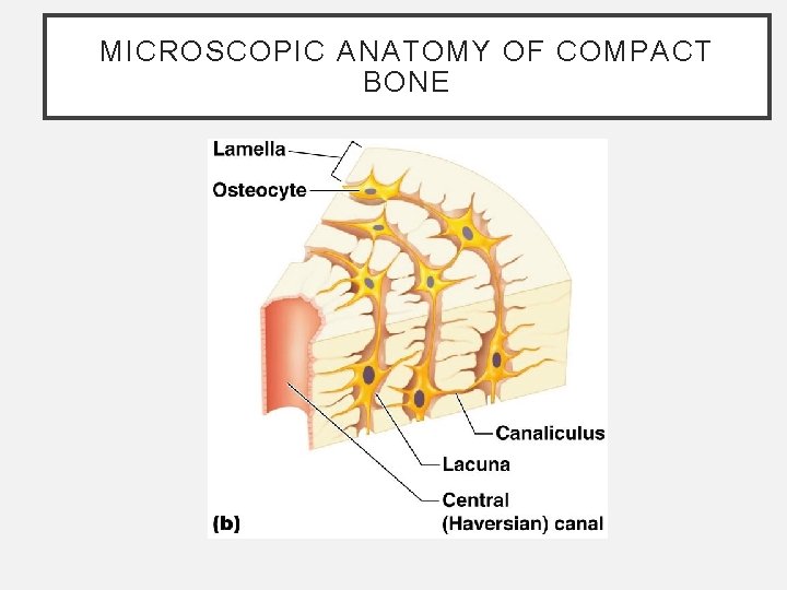 MICROSCOPIC ANATOMY OF COMPACT BONE MICROSCOPIC ANATOMY OF COMPACT BONE