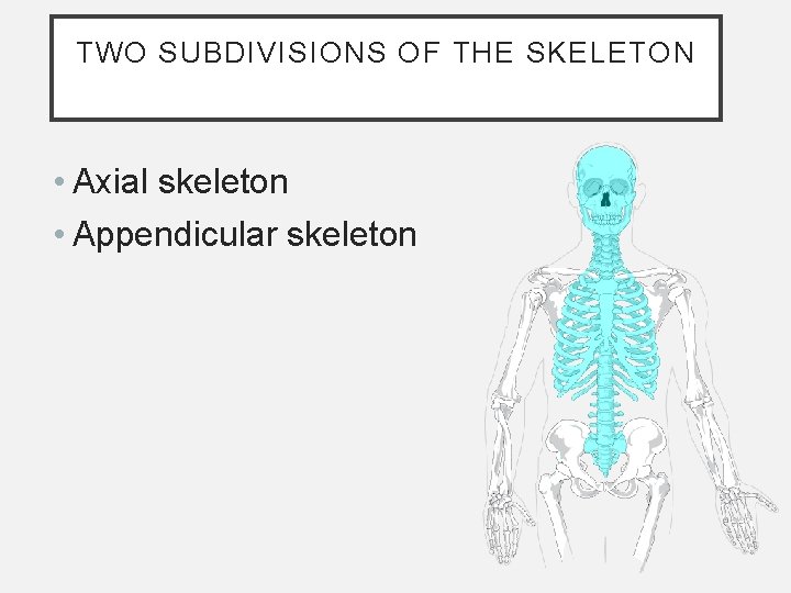 TWO SUBDIVISIONS OF THE SKELETON • Axial skeleton • Appendicular skeleton TWO SUBDIVISIONS OF THE SKELETON • Axial skeleton • Appendicular skeleton
