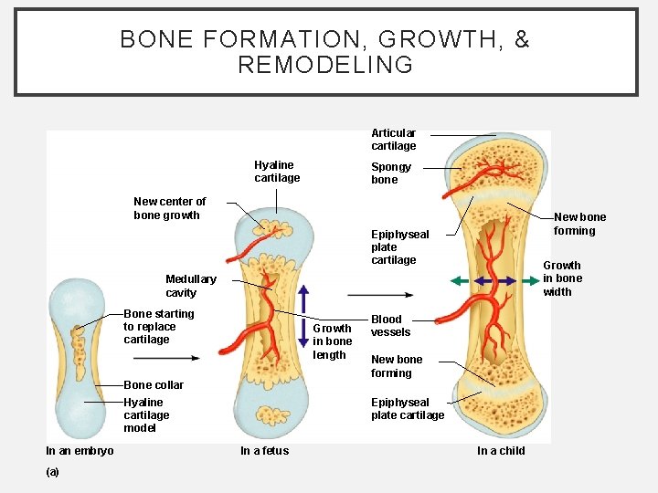 BONE FORMATION, GROWTH, & REMODELING Articular cartilage Hyaline cartilage Spongy bone New center of BONE FORMATION, GROWTH, & REMODELING Articular cartilage Hyaline cartilage Spongy bone New center of