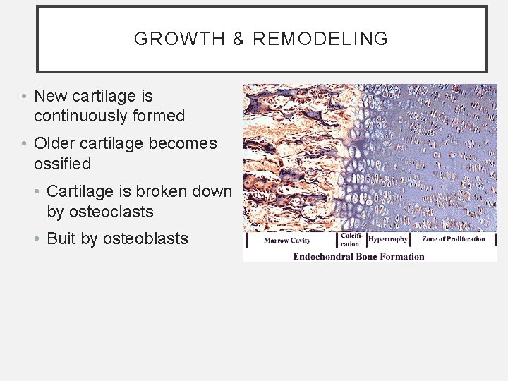 GROWTH & REMODELING • New cartilage is continuously formed • Older cartilage becomes ossified GROWTH & REMODELING • New cartilage is continuously formed • Older cartilage becomes ossified
