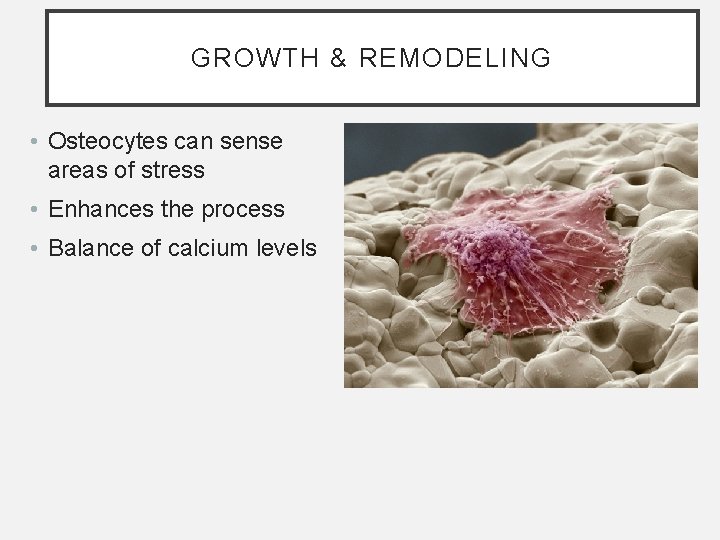 GROWTH & REMODELING • Osteocytes can sense areas of stress • Enhances the process GROWTH & REMODELING • Osteocytes can sense areas of stress • Enhances the process