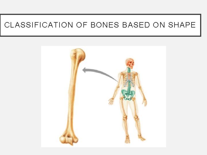 CLASSIFICATION OF BONES BASED ON SHAPE CLASSIFICATION OF BONES BASED ON SHAPE