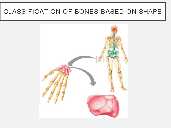 CLASSIFICATION OF BONES BASED ON SHAPE CLASSIFICATION OF BONES BASED ON SHAPE