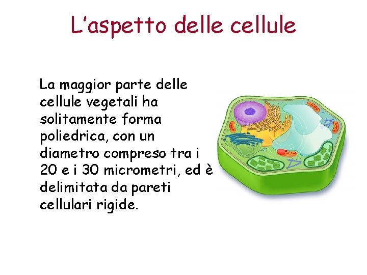 L’aspetto delle cellule La maggior parte delle cellule vegetali ha solitamente forma poliedrica, con