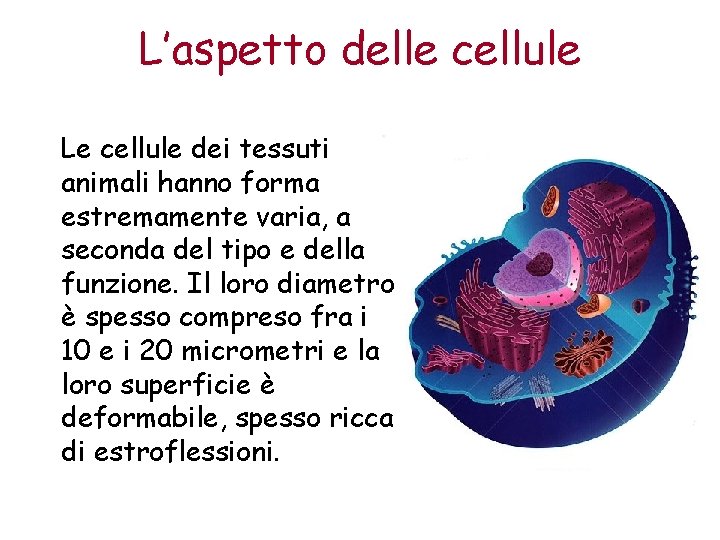 L’aspetto delle cellule Le cellule dei tessuti animali hanno forma estremamente varia, a seconda