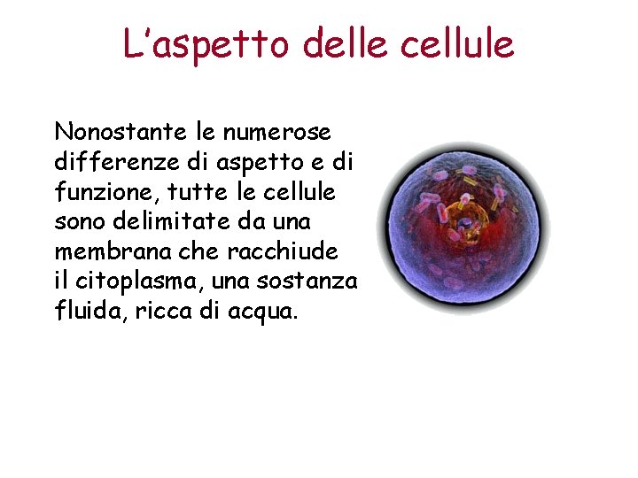 L’aspetto delle cellule Nonostante le numerose differenze di aspetto e di funzione, tutte le