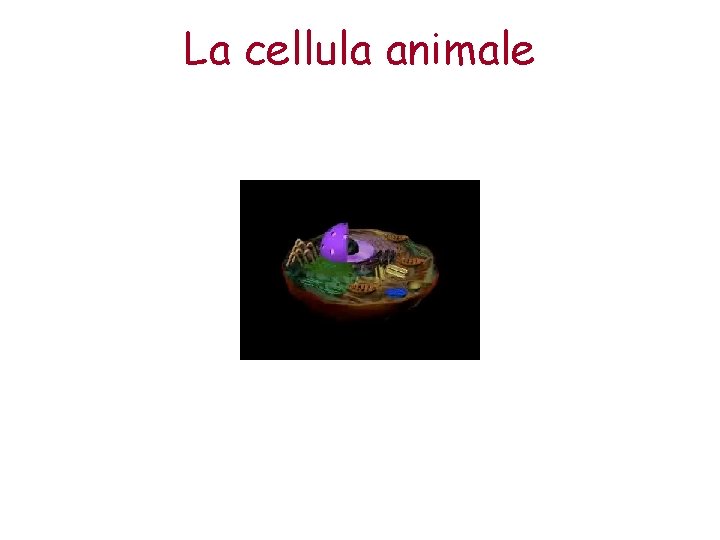 La cellula animale 