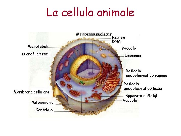 La cellula animale 