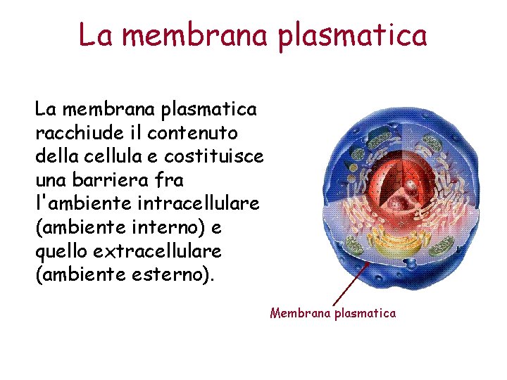 La membrana plasmatica racchiude il contenuto della cellula e costituisce una barriera fra l'ambiente