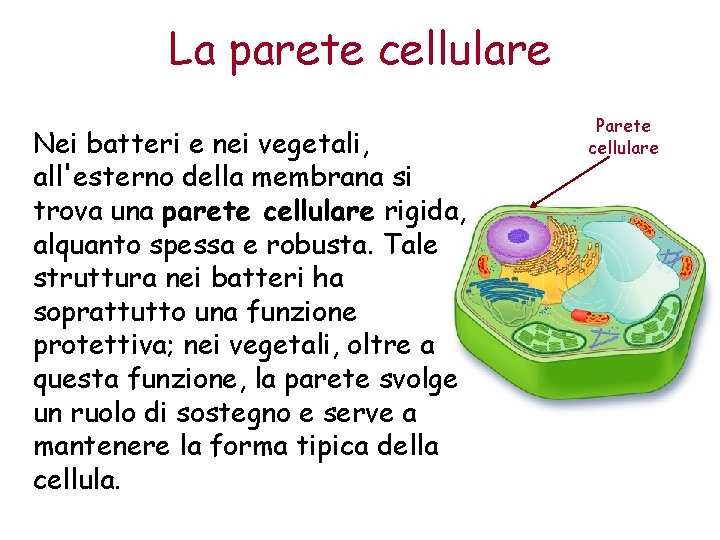 La parete cellulare Nei batteri e nei vegetali, all'esterno della membrana si trova una