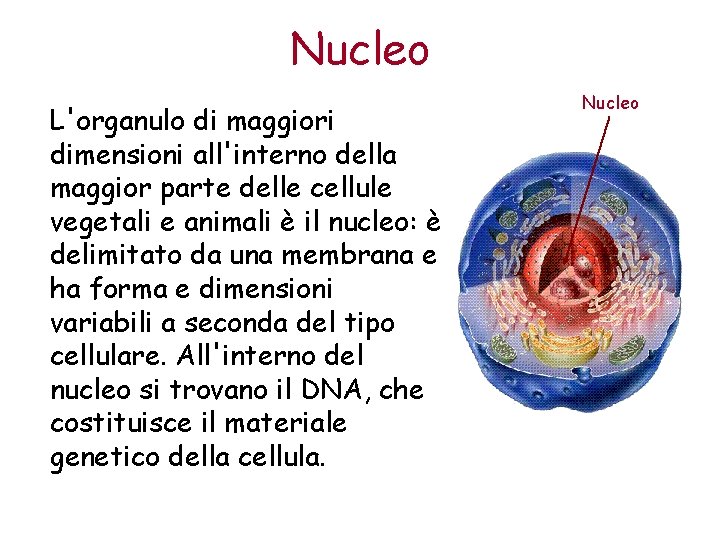 Nucleo L'organulo di maggiori dimensioni all'interno della maggior parte delle cellule vegetali e animali