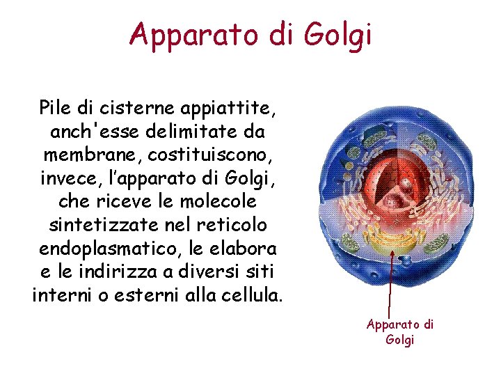 Apparato di Golgi Pile di cisterne appiattite, anch'esse delimitate da membrane, costituiscono, invece, l’apparato