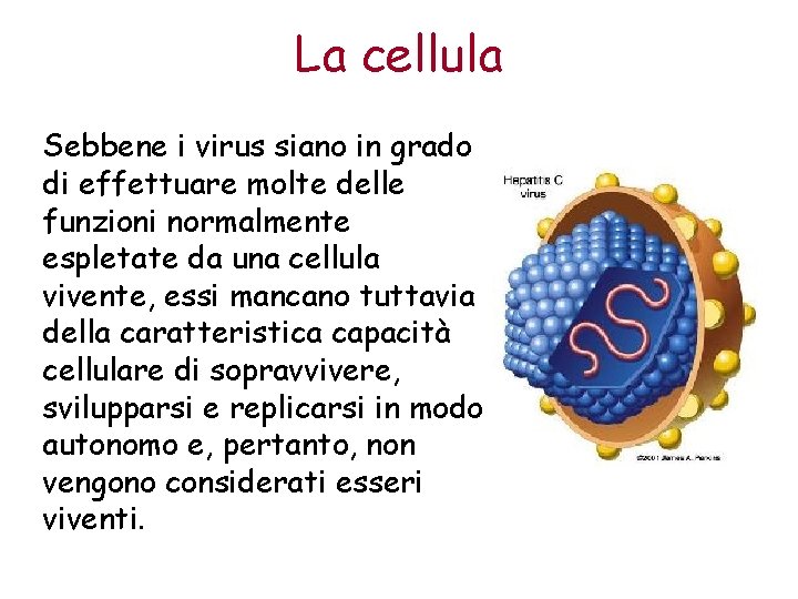 La cellula Sebbene i virus siano in grado di effettuare molte delle funzioni normalmente