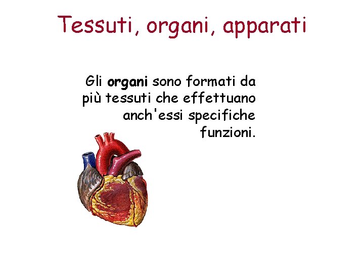 Tessuti, organi, apparati Gli organi sono formati da più tessuti che effettuano anch'essi specifiche