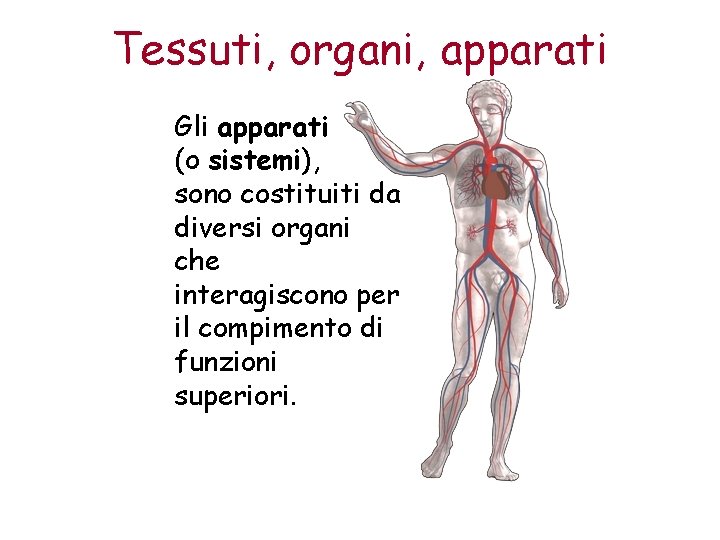 Tessuti, organi, apparati Gli apparati (o sistemi), sono costituiti da diversi organi che interagiscono