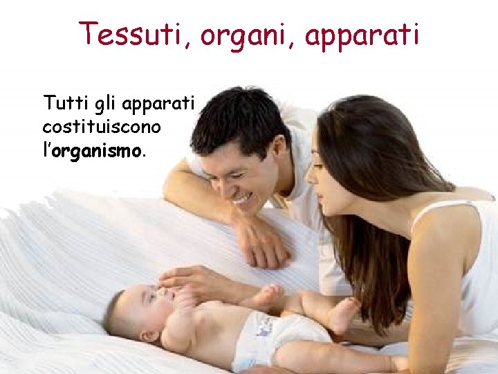 Tessuti, organi, apparati Tutti gli apparati costituiscono l’organismo. 