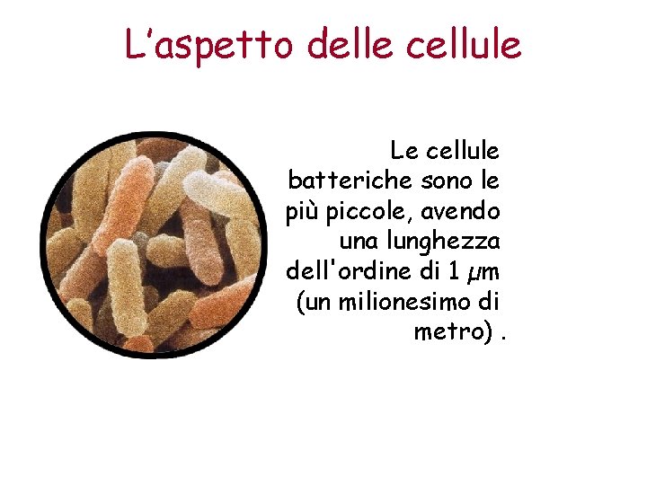 L’aspetto delle cellule Le cellule batteriche sono le più piccole, avendo una lunghezza dell'ordine