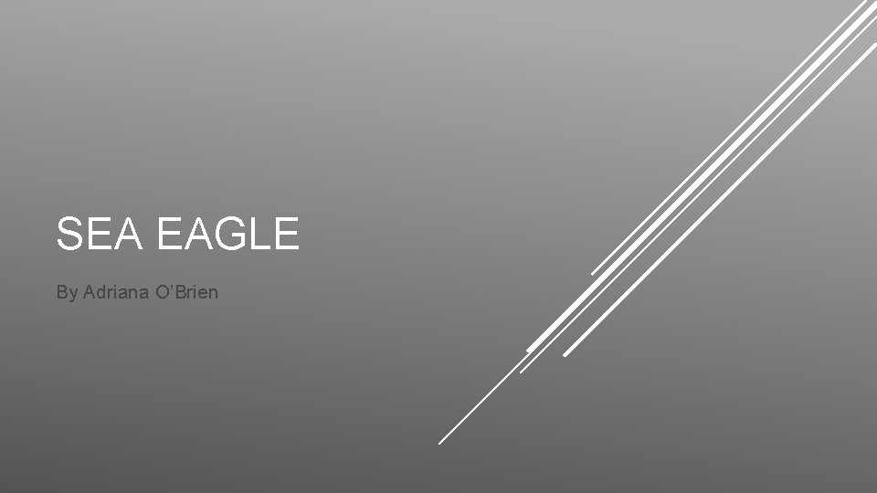 SEA EAGLE By Adriana O’Brien 