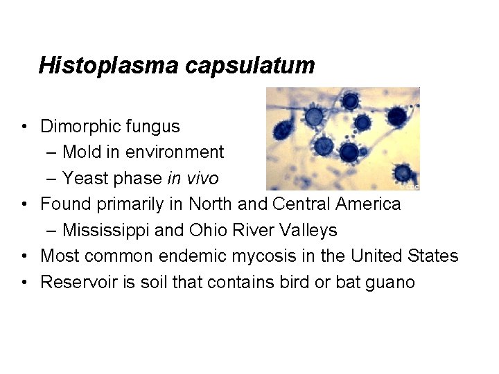 Histoplasma capsulatum • Dimorphic fungus – Mold in environment – Yeast phase in vivo