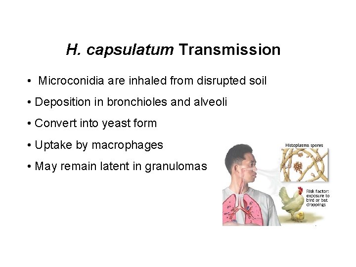 H. capsulatum Transmission • Microconidia are inhaled from disrupted soil • Deposition in bronchioles