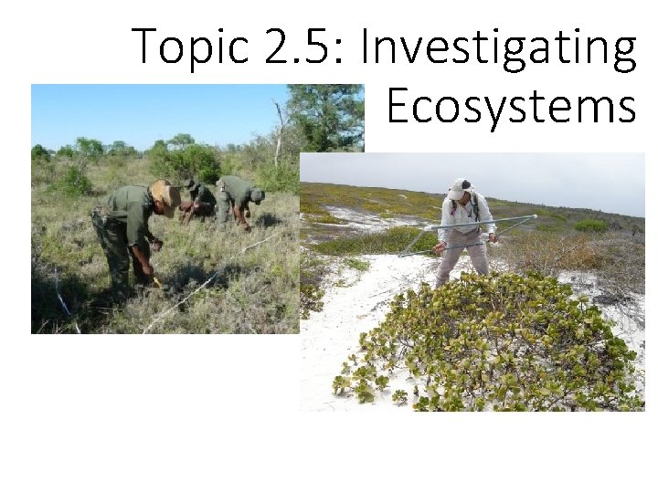 Topic 2. 5: Investigating Ecosystems 