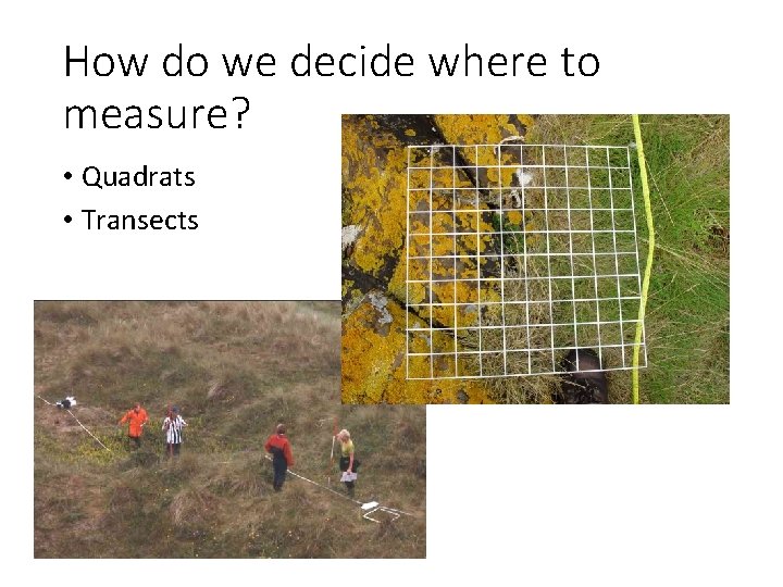 How do we decide where to measure? • Quadrats • Transects 