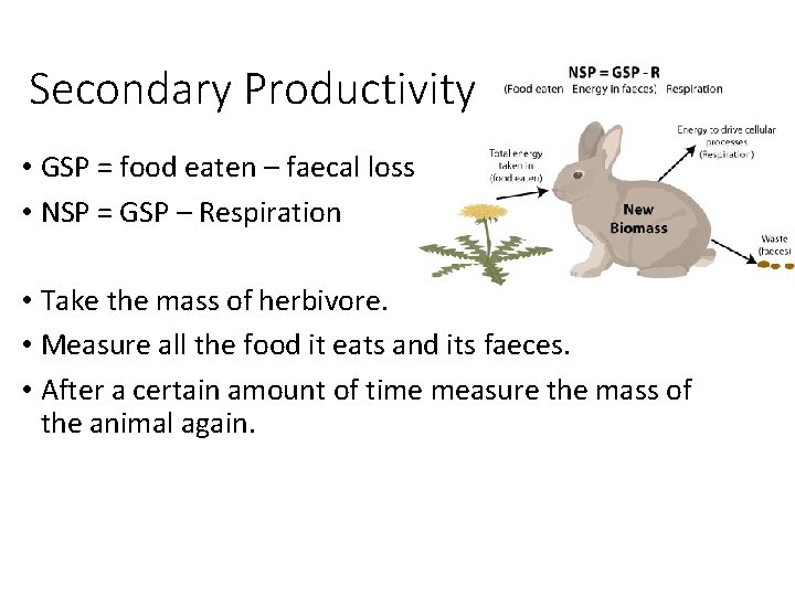 Secondary Productivity • GSP = food eaten – faecal loss • NSP = GSP